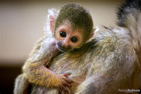 Squirrel monkey | Squirrel monkey, Baby squirrel, Monkey