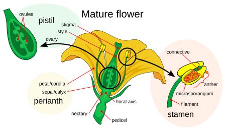 Androecium Definition, Anatomy & Actions - Video & Lesson Transcript ...