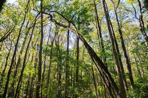 Visiting Congaree National Park: The Complete Guide In 2024 - National ...