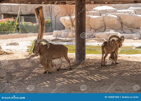 Zoo in Al Ain, United Arab Emirates. Nubian Ibexes Detail. Stock Photo - Image of animals, place ...