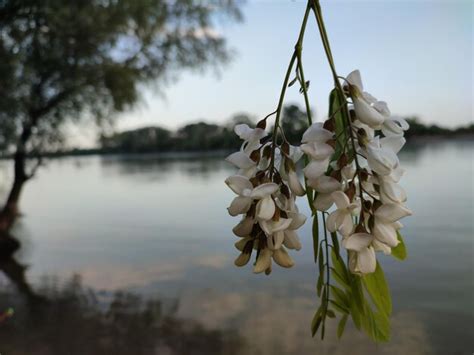 Premium Photo | A tree branch with white flowers hangs from a branch in front of a lake.