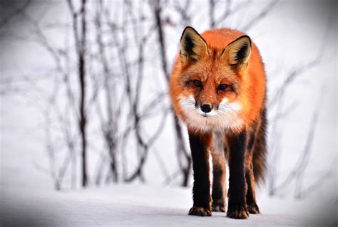 Fox Animal Symbolism and Fox Totem Meanings on Whats-Your-Sign