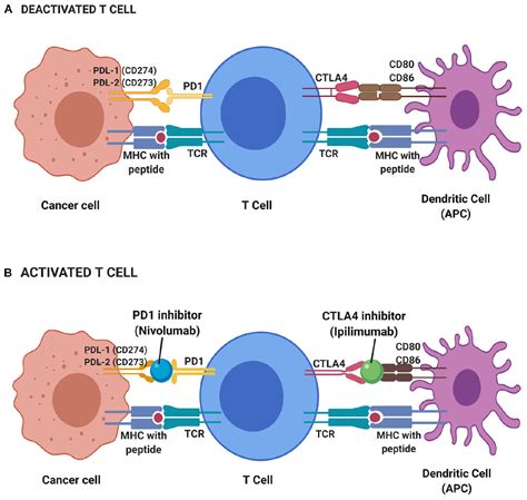 Frontiers | Colorectal Cancer Immunotherapy: Options and Strategies