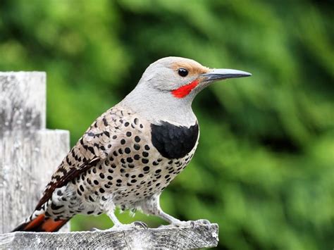 Northern Flicker or Red-bellied Woodpecker: What Are The… | Birdfact