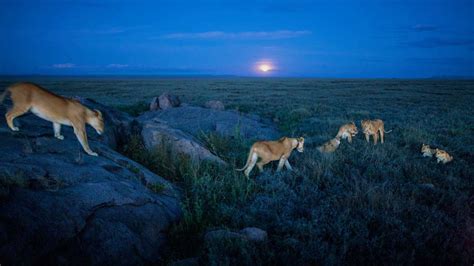 Get Closer to Serengeti Lions Than You Should Feel Comfortable Getting