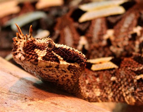 Gaboon Viper Snake Photograph by Virginia Artist - Fine Art America