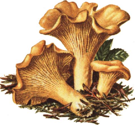 How To Grow Chanterelle Mushrooms - Growing Mushrooms