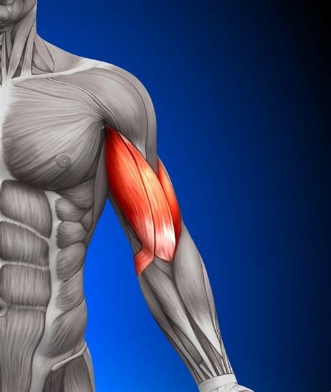 Biceps Muscle Injuries