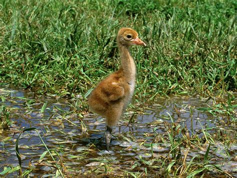 Why are these biologists dressed up as whooping cranes? | Earth | EarthSky