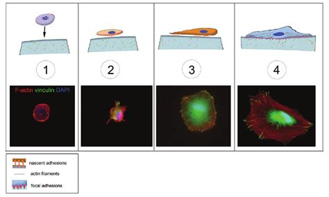 Schematic of cell adhesion. Cell adhesion is a complex process that can... | Download Scientific ...