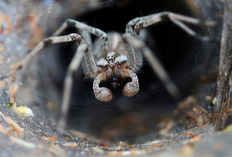 Toxic and Feared: 7 Facts About the Sydney Funnel-Web Spider