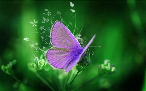 Purple Butterfly Backgrounds - WallpaperSafari