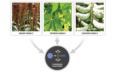 How Plants Make, Store and Use Toxins