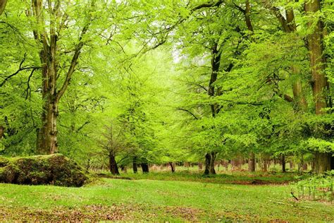 9 Best Forests in England to Go and Hug a Tree in | Day Out in England