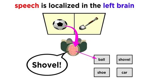 Brain Lateralization: The Split Brain - YouTube