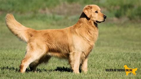 Os melhores canis de Golden Retriever do Brasil: conheça os Criadores ...