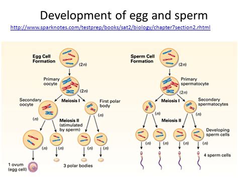 [Solved] In the diagram label the cells which represent the sperm or ...