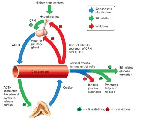 Glucocorticoids function, excess, deficiency, resistance and treatment