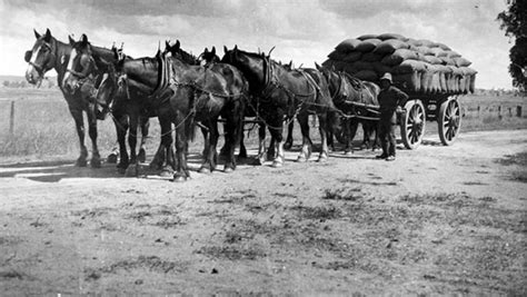 Horse History Series #14 Heavy Working Horses © – Living Equine