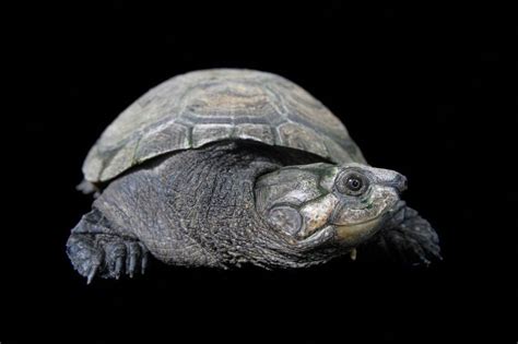 A Madagascar big-headed turtle, Erymnochlys madagascariensis. | Turtle, Freshwater turtles ...