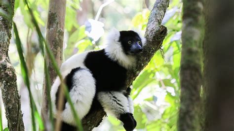 No rainforest, no lemurs: Madagascar’s biodiversity crisis | Adventure.com