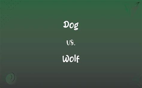 Dog vs. Wolf: What’s the Difference?