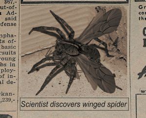 Are Spiders With Wings Real?