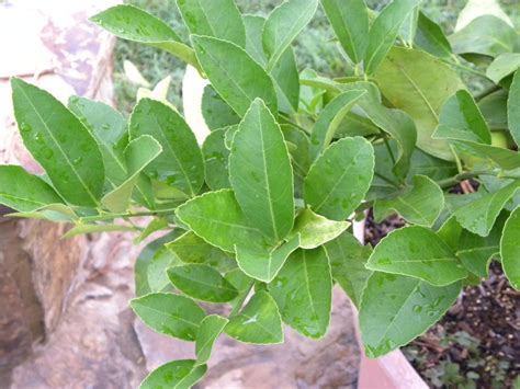 Diane's Texas Garden: Lemon Tree Fungus