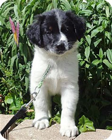 Wappi | Adopted Puppy | West Chicago, IL | Border Collie/English Setter Mix