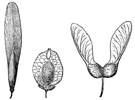 Various Different Types Of Samara Fruit 19th Century Stock Illustration - Download Image Now ...