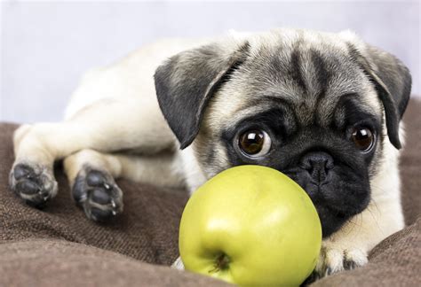 Can dogs eat apples? | PetToy.co.uk