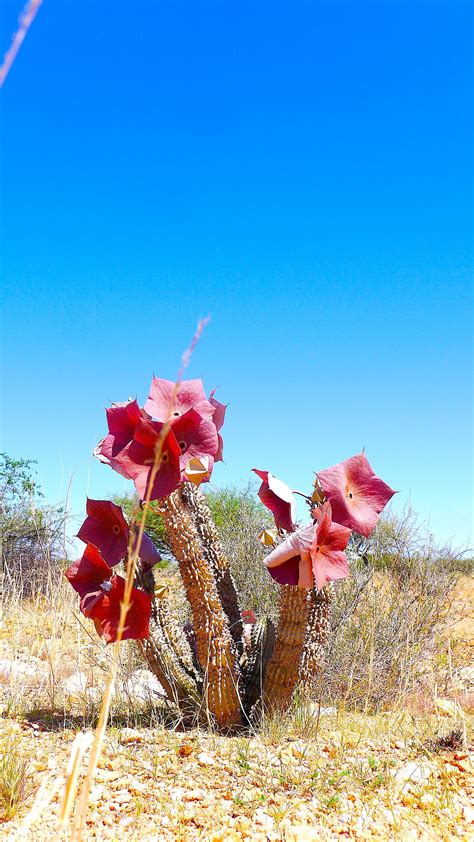 #Desert #Plants #Namibia #Hoodia Unusual Plants, Exotic Plants, Cool ...