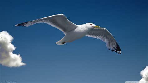 Seagull Pictures wallpaper | 2560x1440 | #75038