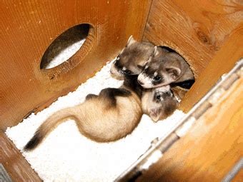 Conservation Efforts - Black-footed Ferrets!