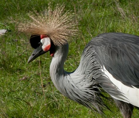 Birds of Different Feathers: Crested Crane