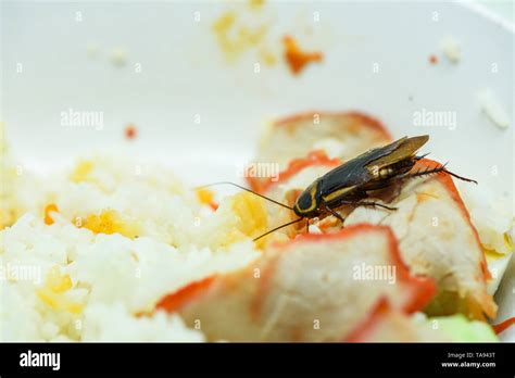 dirty food / cockroaches eating rice food living in the kitchen at ...