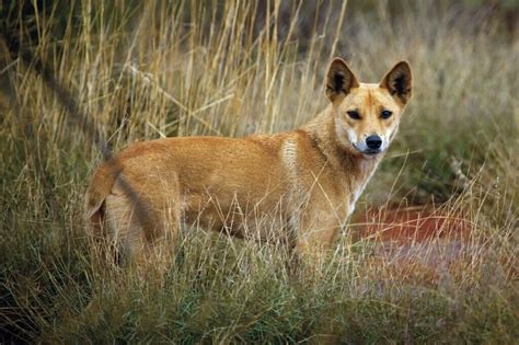 Dingo Symbolism - Spirit Animal Totems