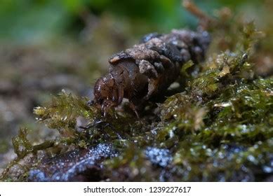 158 Caddisfly larvae Images, Stock Photos & Vectors | Shutterstock