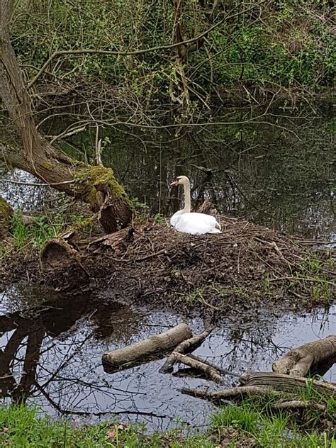 Swan Nest Water - Free photo on Pixabay - Pixabay