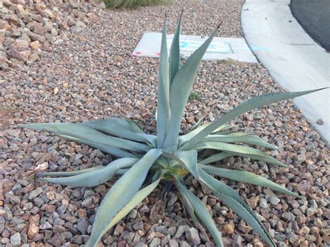 Wilting Agave Died From Weevil Infestation - TerryCaliendo.com