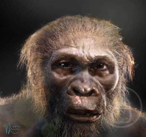 Australopithecus sediba - MH1 - reconstruction by Viktor Deak | 11-Australopithecus sediba ...