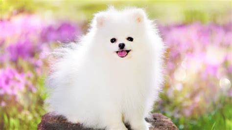 About The Breed: Pomeranian Highland Canine Training | lupon.gov.ph