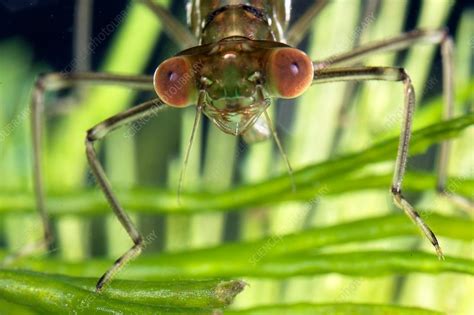 Damselfly larva - Stock Image - C030/0739 - Science Photo Library