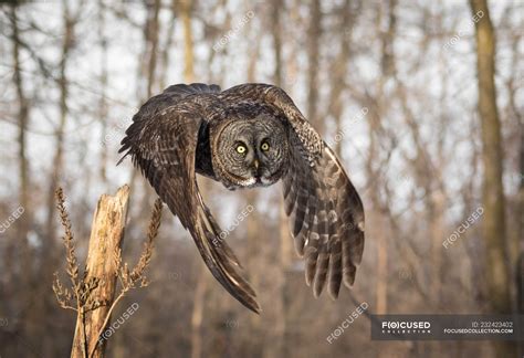 Shot of great gray owl in natural habitat — outdoors, great grey owl ...