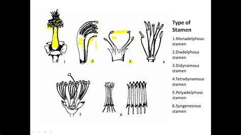 Botany - Types of Stamens - YouTube