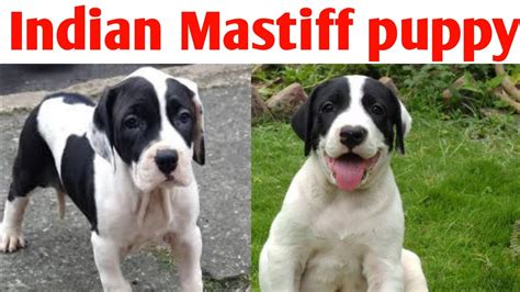 Indian Mastiff male puppy available for sale - YouTube