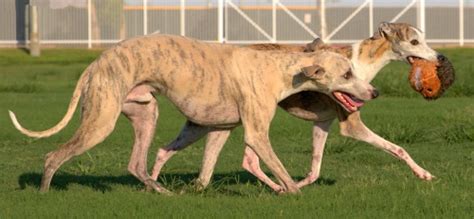 Top 15 Fastest Dog Breeds in the World | Canine Weekly