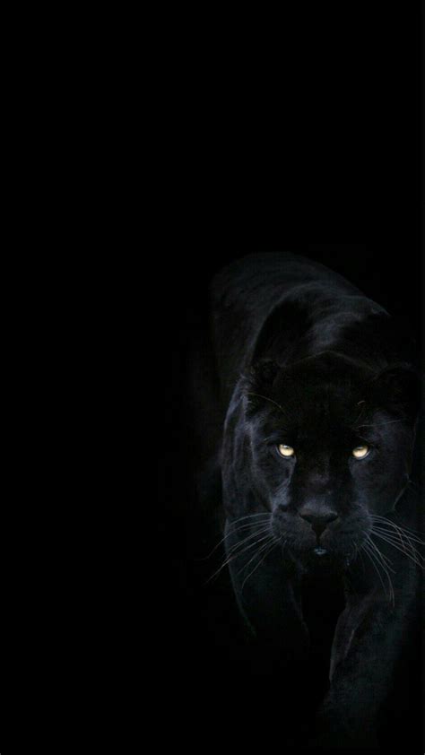 Black Jaguar Phone HD Wallpapers - Wallpaper Cave