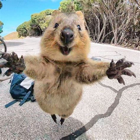 Quokkas - Kennst du schon die süßesten, liebsten und bestgelaunten ...