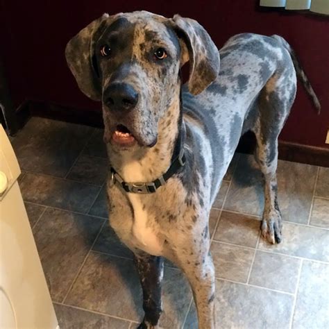 People Are Posting Hilarious Photos Of Their Great Danes, And It’s ...